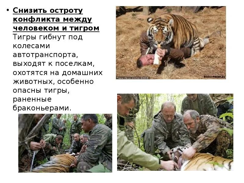 Тигр охраняемая территория окружающий мир. Тигр охраняемая территория.