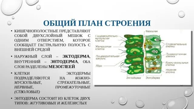 Энтодерма состоит из клеток. Функции клеток энтодермы. мезоглея строение и функции. какие клетки входят в состав энтодермы. название клеток энтодермы.