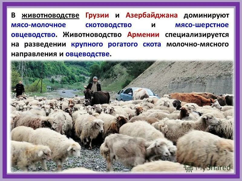 Молочное скотоводство мясное скотоводство свиноводство овцеводство. Сообщение о любой отрасли животноводства. Основные районы размещения молочного скотоводства. Размещение молочного и мясного скотоводства. Молочно мясное скотоводство.