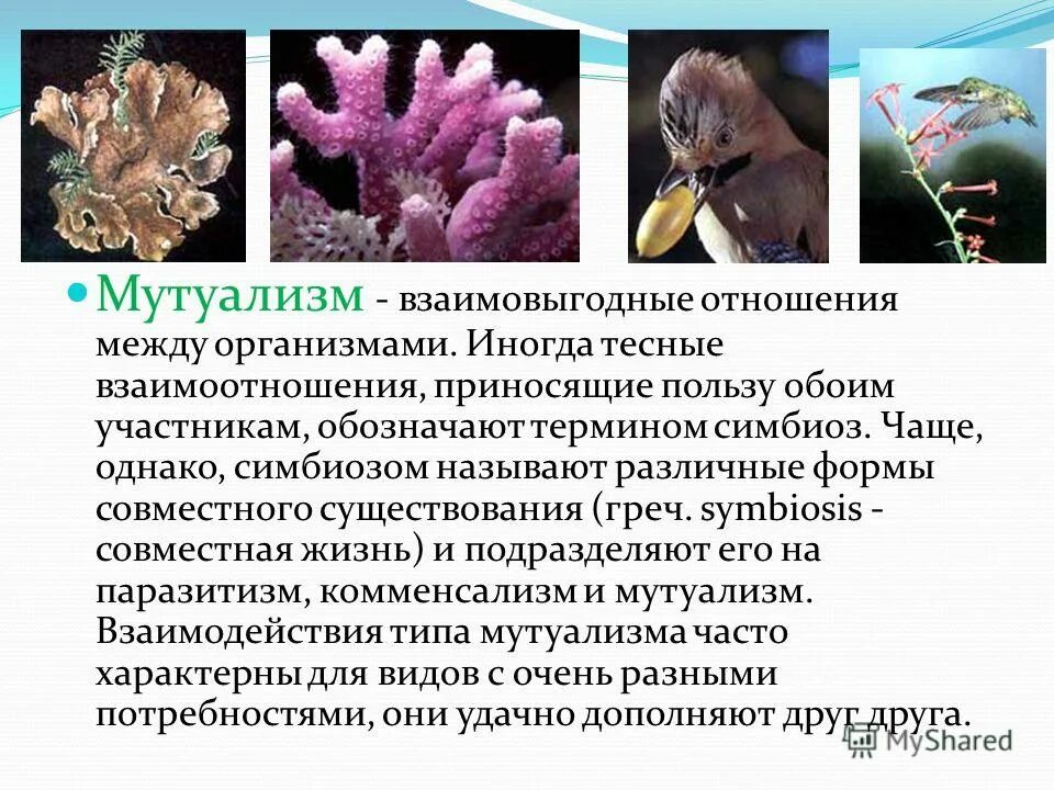 Презентация на тему мутуализм
