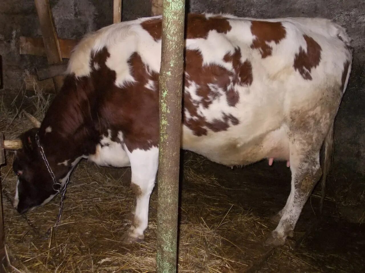 Купить телят в нижегородской области. Айрширская порода Бычков. Продается дойная корова. Продается айрширская корова. Продается корова дойная стельная.