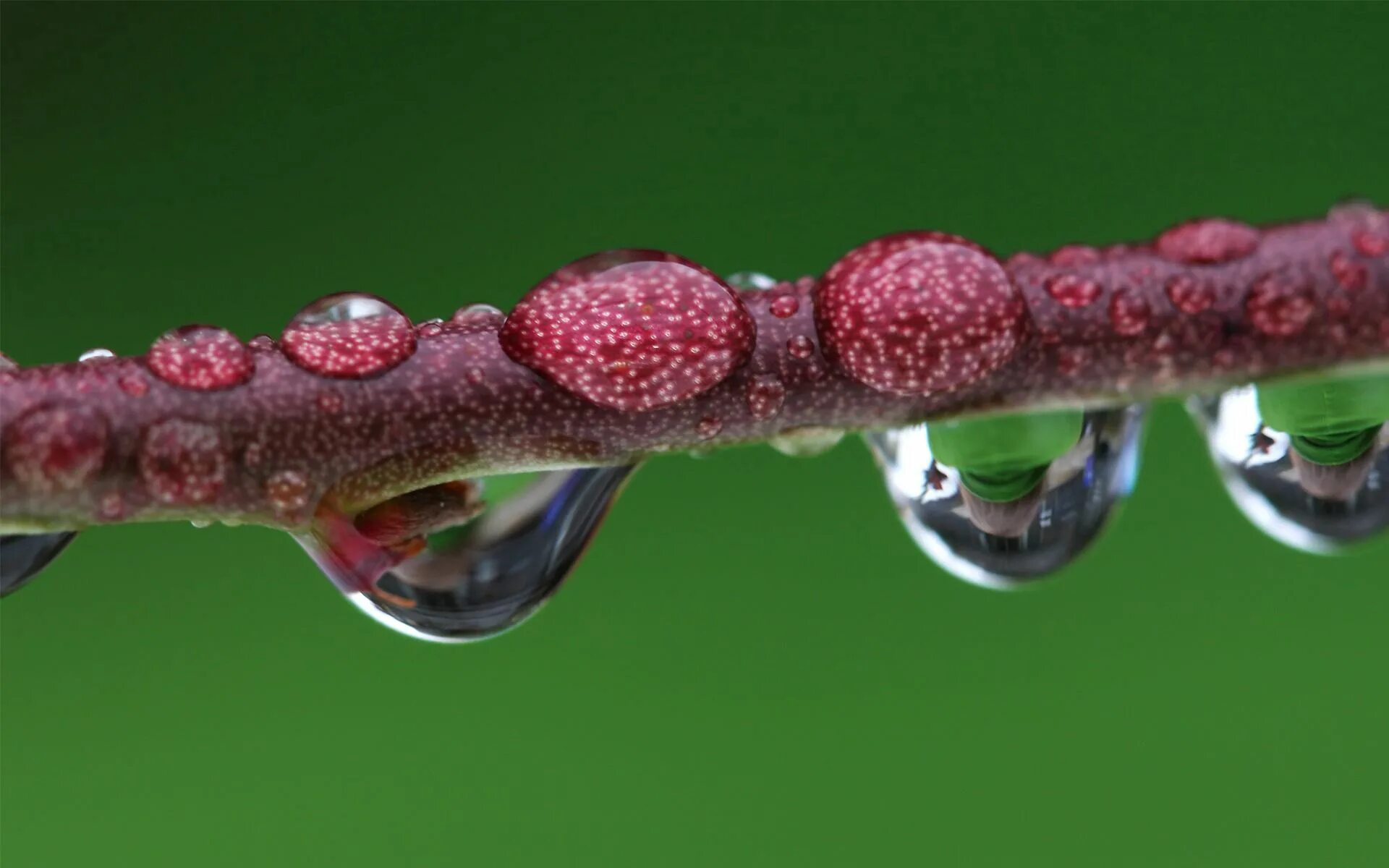 Macro