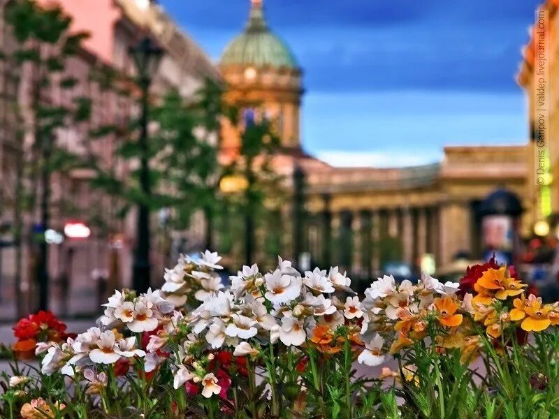 3 июня 2015 г. Цветущий город. Цветущий Петербург. Петербург летом.