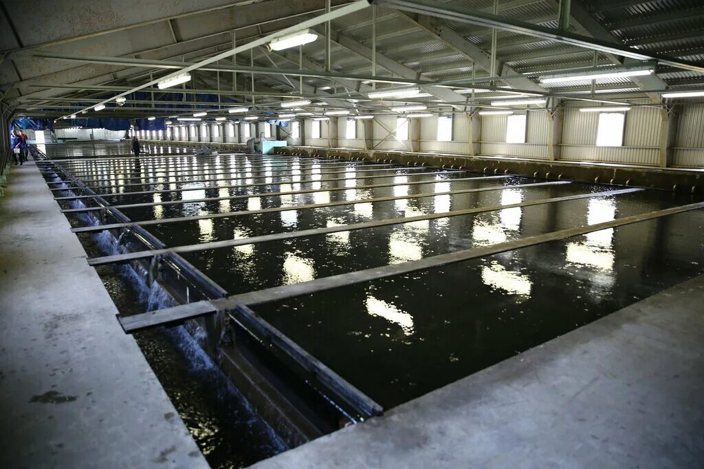 Рыбное хозяйство разведение рыбы. Рыбное хозяйство разведение рыбы. Аквакультура форелевое хозяйство. Рыбное хозяйство и аквакультура японии. Рыбная ферма.