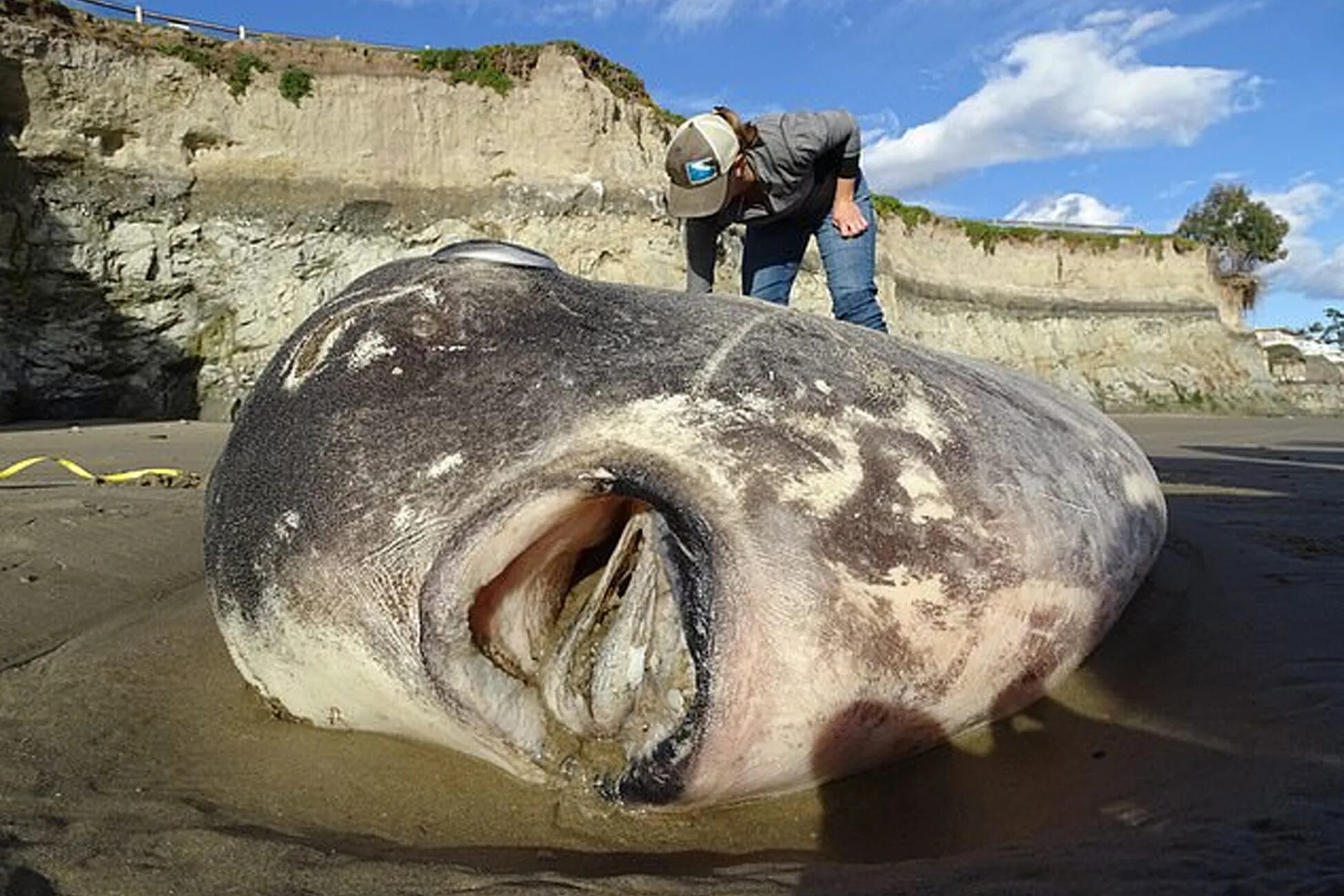 Большая рыба на земле. Рыба Худвинкер (Mola Tecta). Огромная рыба. Самая гигантская рыба в мире.