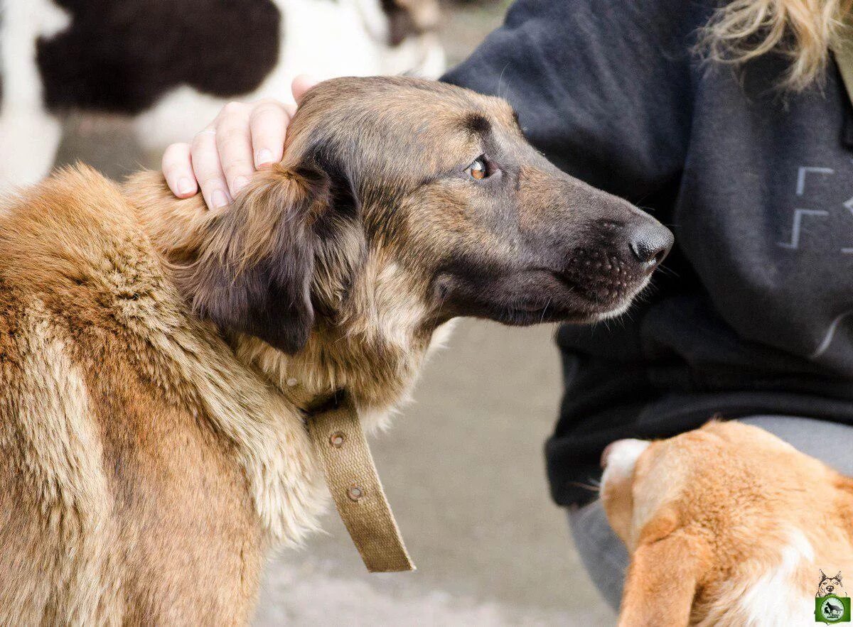 карликовый двортерьер. бездомные животные. волкодав дворняга. собачка дворняжка. бездомные собаки екатеринбург.