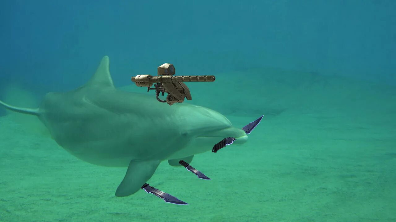 Дельфины террористы. Боевые дельфины. Военный Дельфин. Вооруженный Дельфин. Дельфины на вооружении.