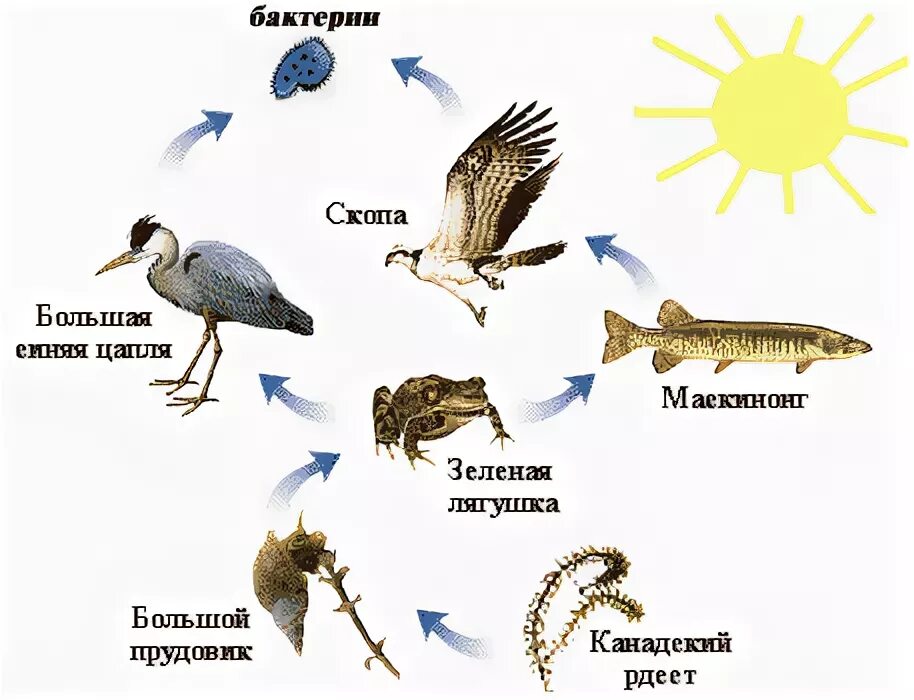 Пищевая сеть болота схема. Пищевая цепь питания болота. Пищевая цепь питания на болоте. Цепочка питания экосистемы болото. Составить цепь питания для болота