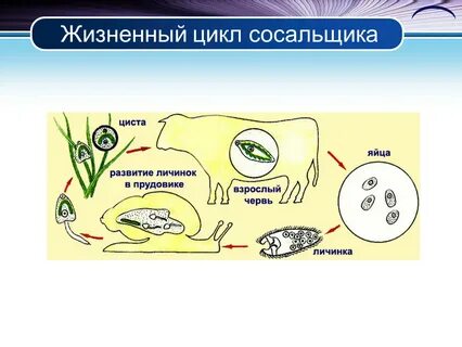 Класс сосальщики жизненный цикл