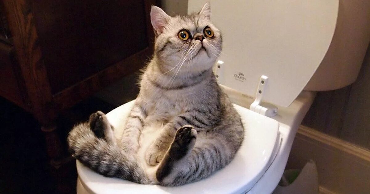 Кот на унитазе. Туалет для кошек. Кошка сидит на унитазе. Смешные коты 2024