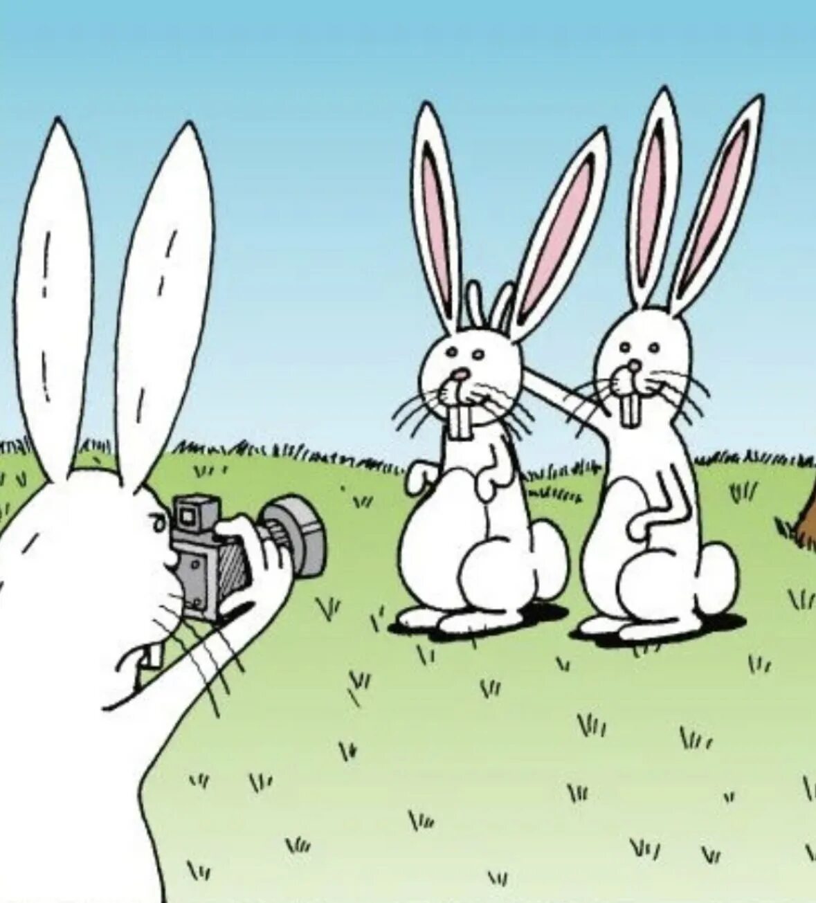 Смешное про зайцев