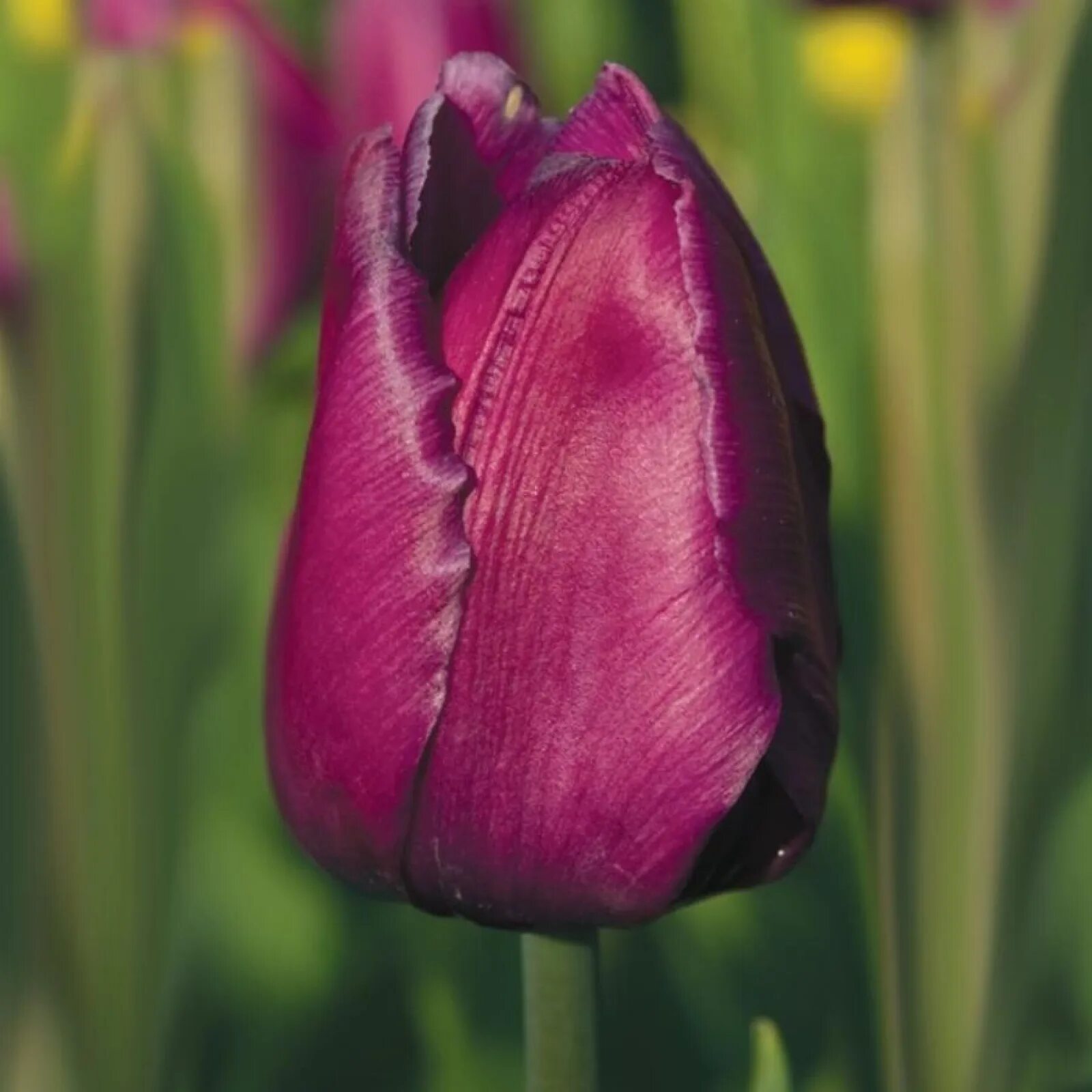 луковицы тюльпана "purple prince". тюльпан триумф пурпл. тюльпаны пурпур. тюльпан триумф пурпл. тюльпан триумф пурпл.