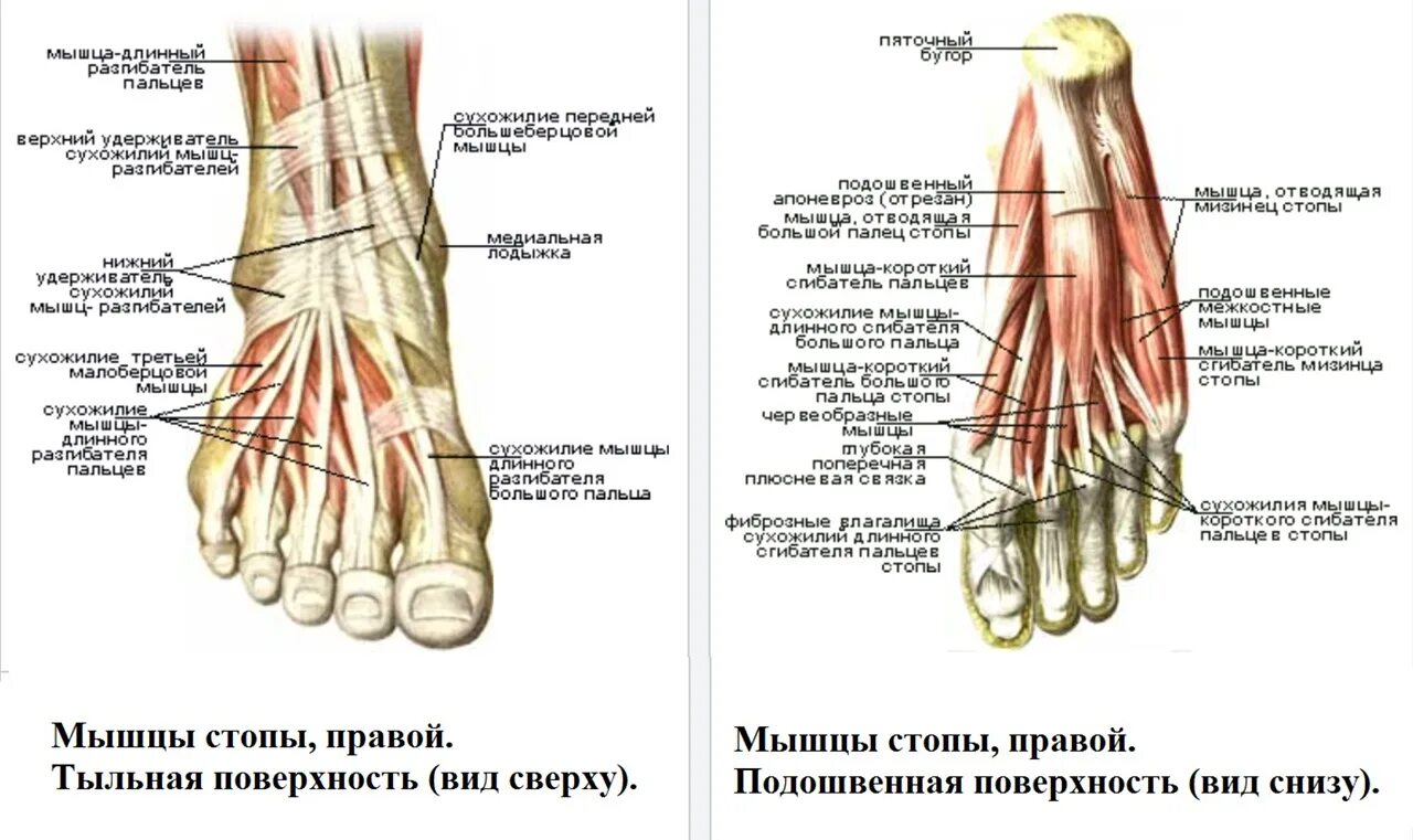 Мышцы ступни человека анатомия. Мышцы стопы анатомия вид сбоку. Строение стопы человека мышцы и связки. Строение стопы человека мышцы сухожилия связки.