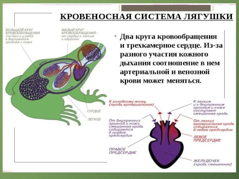 Сердце лягушки разбито. Система пищеварительной системы лягушки. кровеносная система система лягушки. строение дыхательной системы лягушки. земноводные строение лягушки.