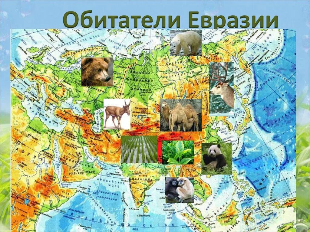 2 животных из евразии. Животные Евразии. Животные материка Евразия. Карта животных Евразии. Животный мир Евразии карта.