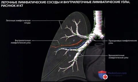 Сегментарные легочные артерии