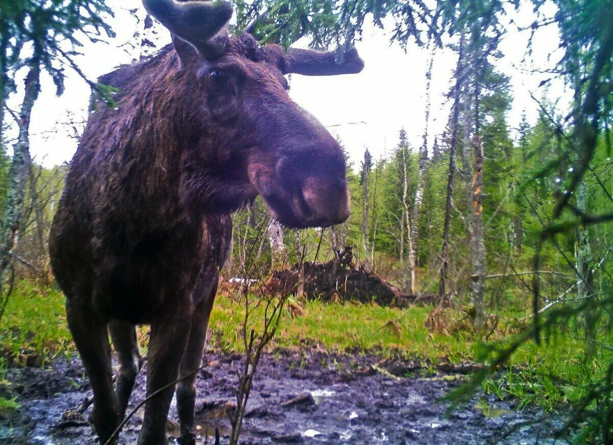 Байкальский заповедник Лось. Лось Каменск-Уральский. Лось Каменск-Уральский фото. Уральский лось