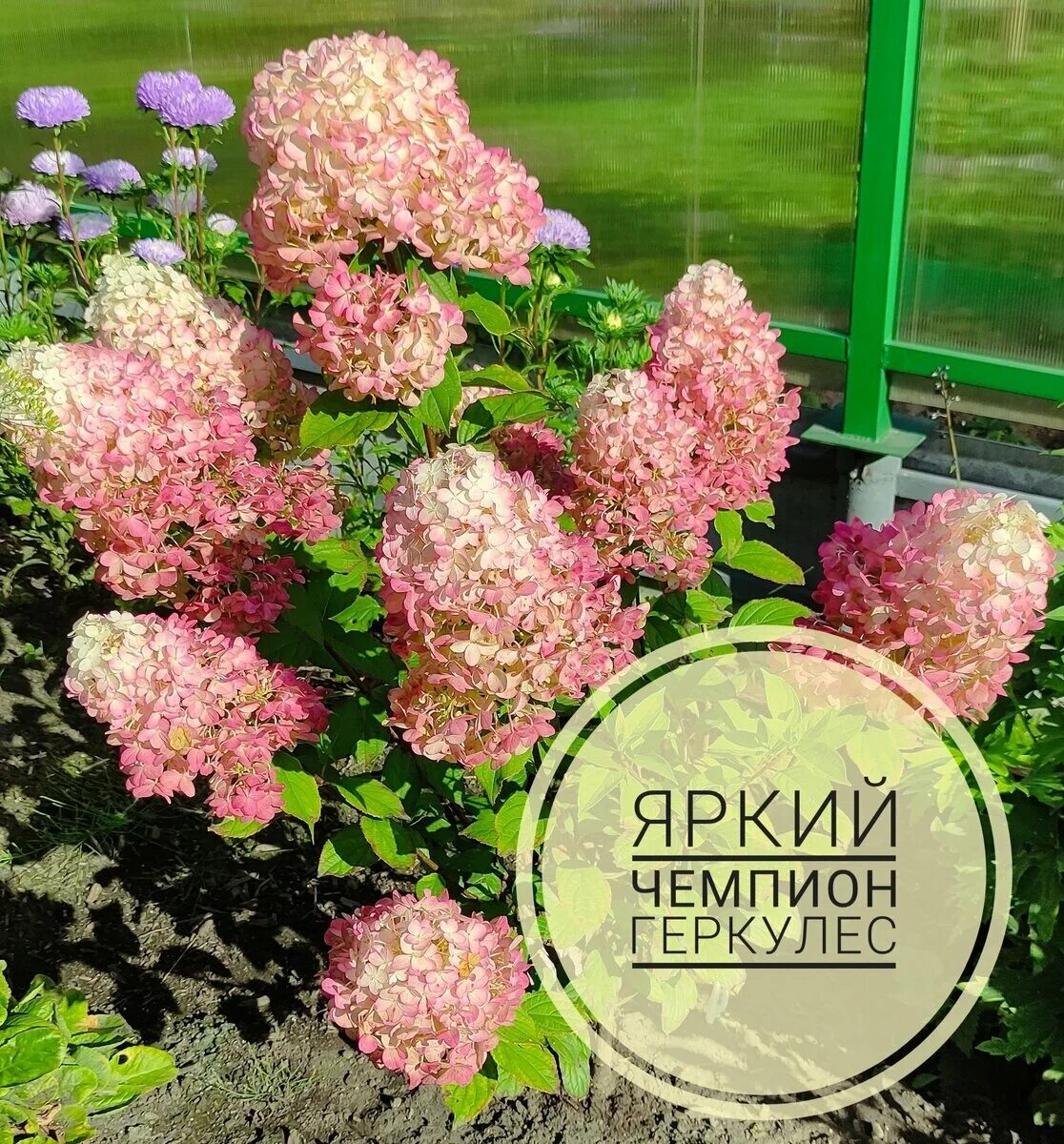 Гортензия Геркулес: купить саженцы в интернет-магазине питомника Веры Глуховой Ц