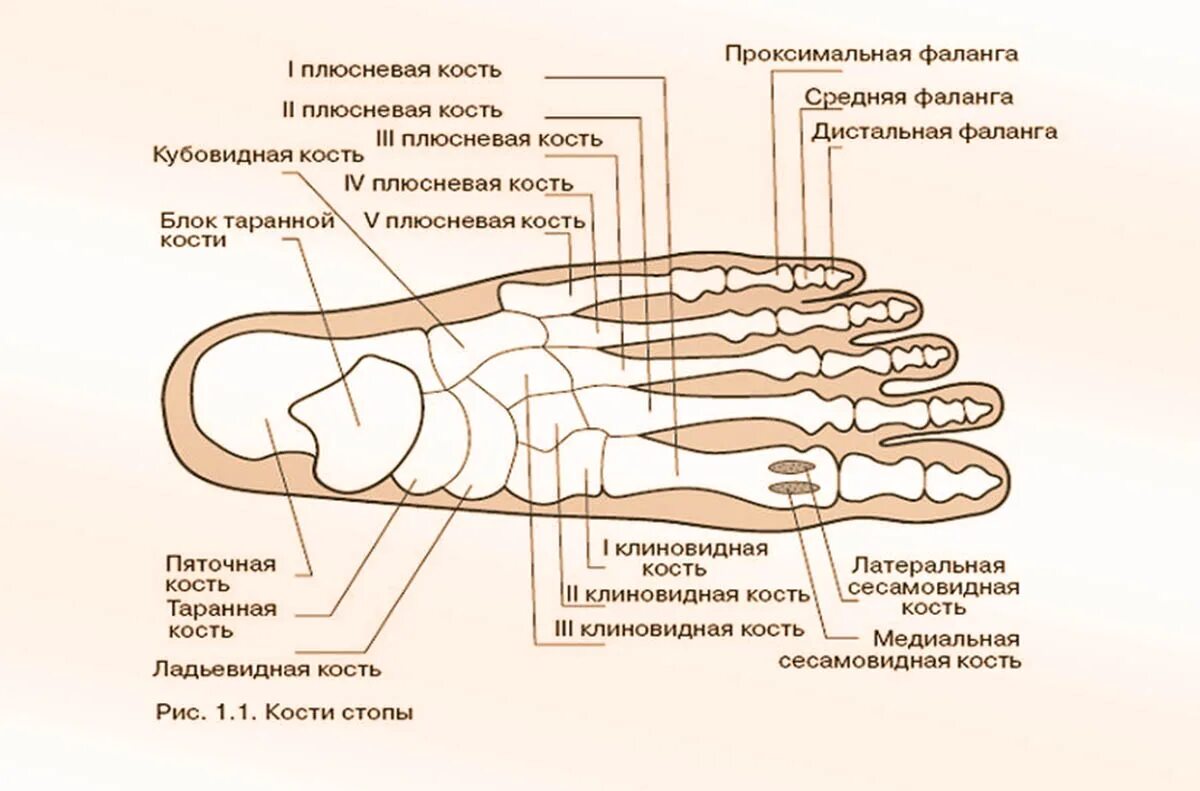 Строение плюсневой кости стопы анатомия. Строение стопы плюсневая кость. Анатомия стопы плюсна. Строение стопы сбоку кости. Область подошвы