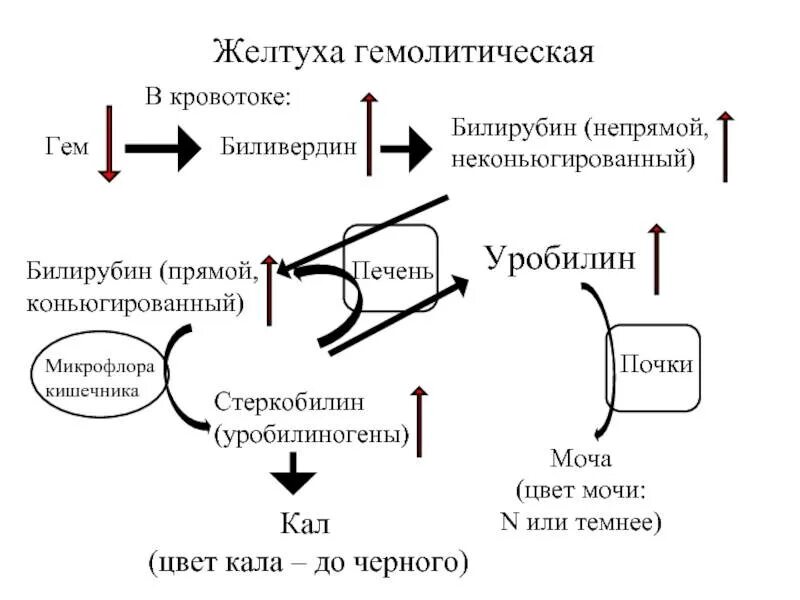 Когда в моче определяют мезобилиноген уробилиноген. Схема образования прямого и непрямого билирубина. уробилин стрептобилин. уробилиноген при гемолитической желтухе. гемолитическая желтуха прямой билирубин.
