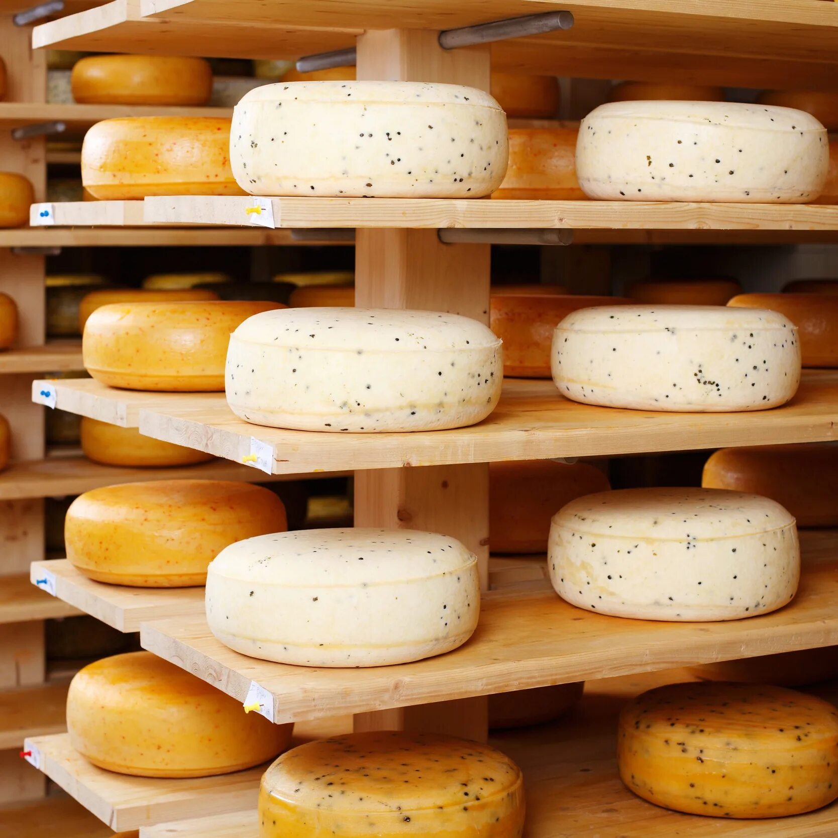 Сыроварня купить сыр. Таватуйская сыроварня. Хранение сыра. Полочки для хранения сыра. Производители сыра.