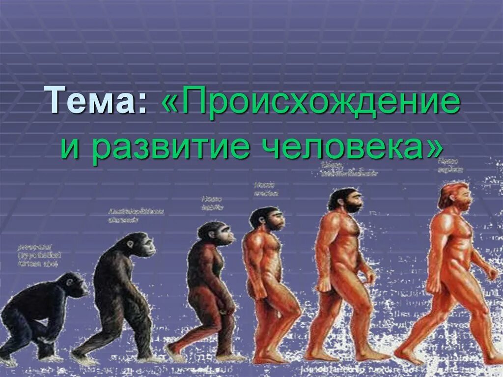 Возникновение и развитие эволюции. Эволюция человека. путь эволюции человека. происхождение человека урок. пирамида эволюции человека.
