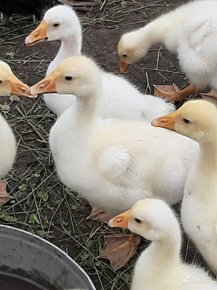 Гусятник на 100 гусей. Гусятник на 20 гусей. Холмогорские гуси серые. Разновидности гусей. 20 гусей.