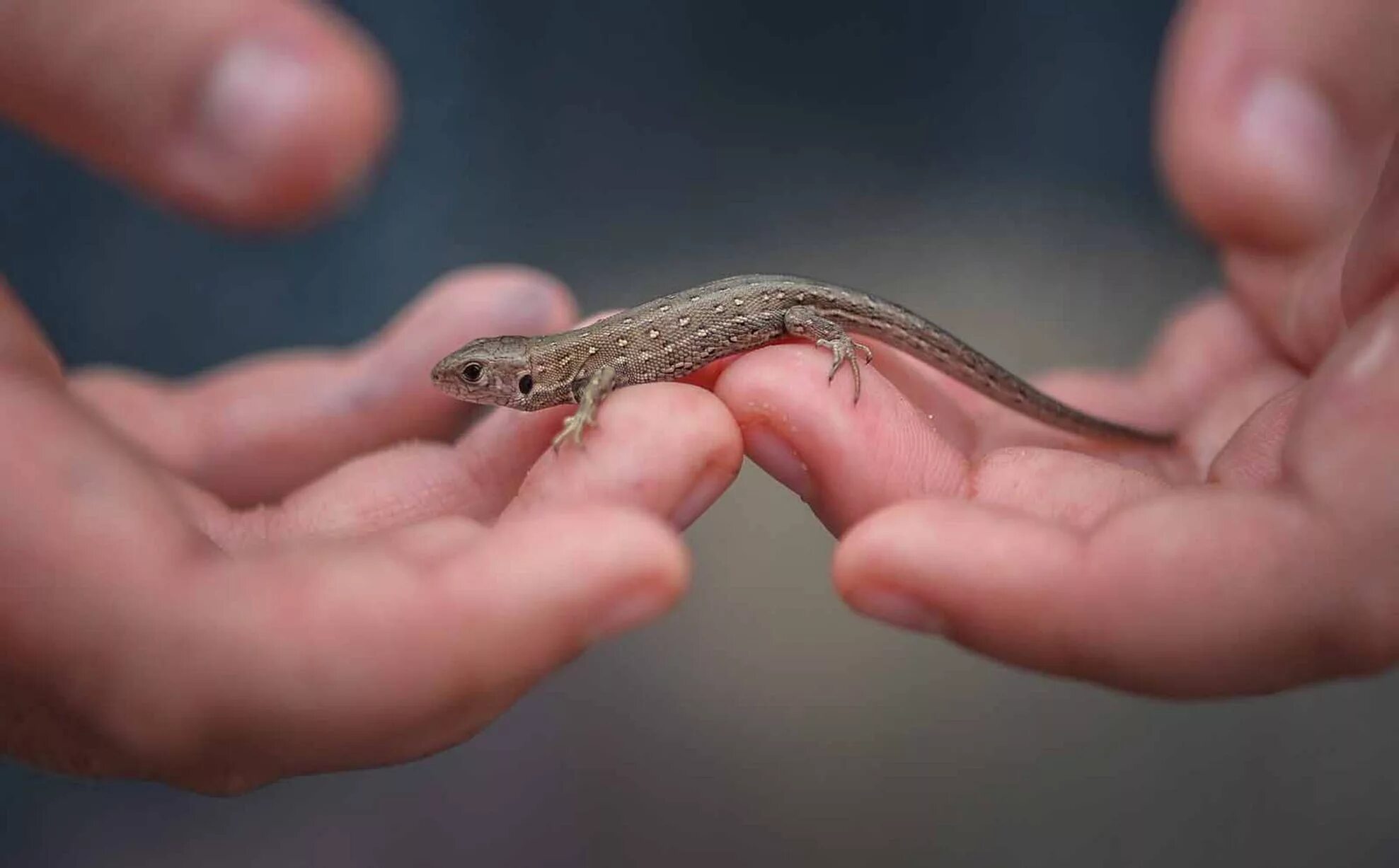 Прыткая ящерица альбинос. Прыткая ящерица укус. Sand Lizard. Прыткая ящерица в домашних условиях.