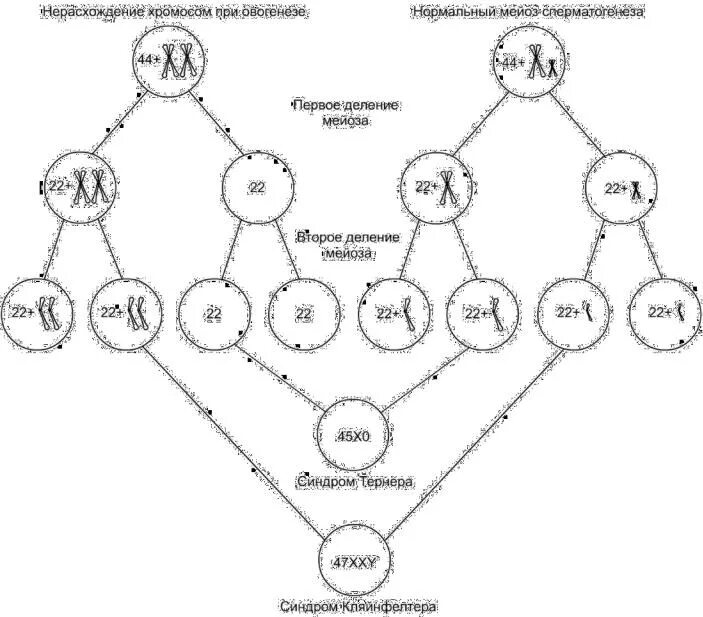 Механизм нерасхождения половых хромосом. Схема первичного нерасхождения х хромосом у человека. Нерасхождение хромосом синдром Дауна. Схема нерасхождение половых хромосом в гаметогенезе. Геномные нерасхождение хромосом в мейозе