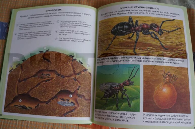 Толстой про муравья. Жизнь муравьёв в муравейнике для детей энциклопедия. Книги о муравьях для детей.
