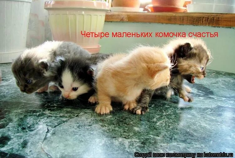 Милые пушистые комочки счастья. Пушистый комочек счастья. Пушистый комок счастья. Комочек счастья ребенок. Маленький комочек счастья.