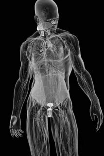 The human body