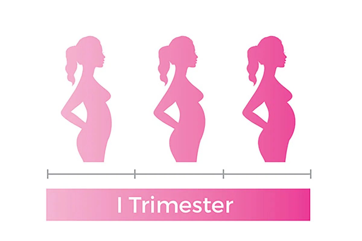 Ванна в первом триместре. 1 Триместр беременности. Беременность по триместрам. Картинки беременной по триместрам. First trimester.
