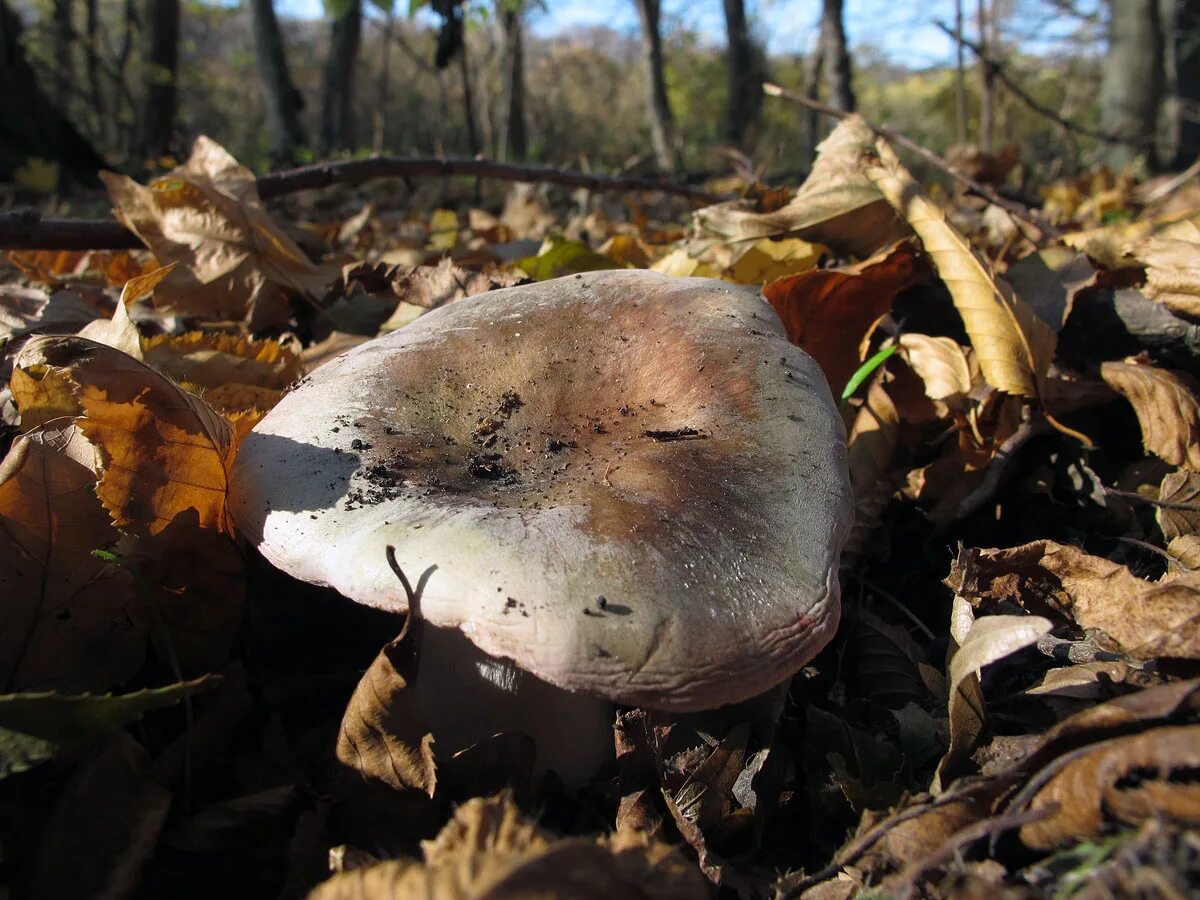 Сыроежка разнопластинчатая. Съедобные грибы ставропольского края. Грибы ставрополья рядовка. Грибы ставрополья рядовка. Ядовитые грибы ставропольского края.