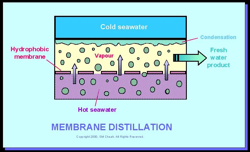 Membrane. эпидермис амнион.
