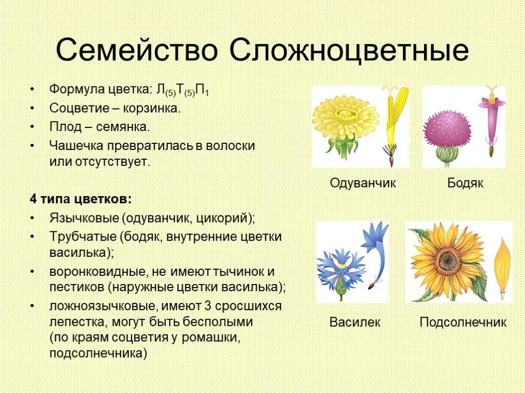 Семейства покрытосеменных растений Сложноцветные. Семейство Сложноцветные общая характеристика. Характеристика семейства Сложноцветные. Сложноцветные растения формула цветка соцветие плод.