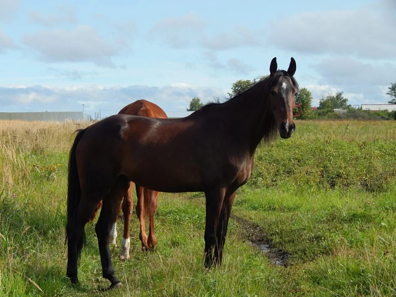 Табунщик. Лошади породы адай. Горы тянь шань лошади. Жылқы сойған үйдің 3 күн шықпа. Жайлау.