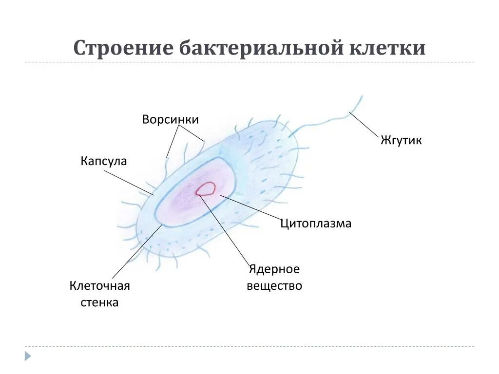 Какое строение бактериальная клетка. Строение бактерии рисунок. строение бактериальной клетки 5 класс биология. строение бактериальной клетки рисунок с подписями биология. строение клетки бактерии 5 класс.