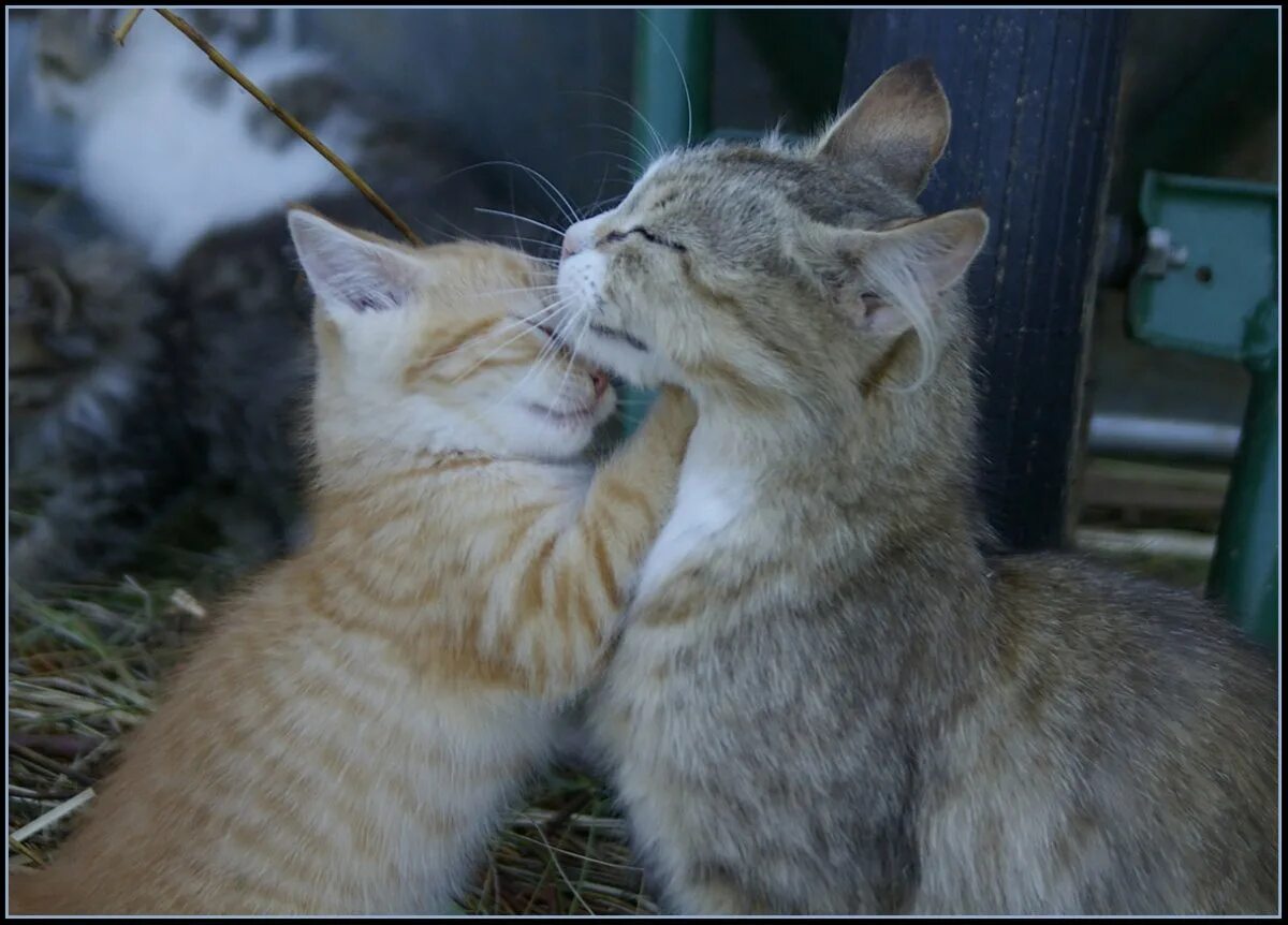 Кошечки любовь. Кошки любовь. Котики обнимаются. Кошки нежность. Кошка ласкается.