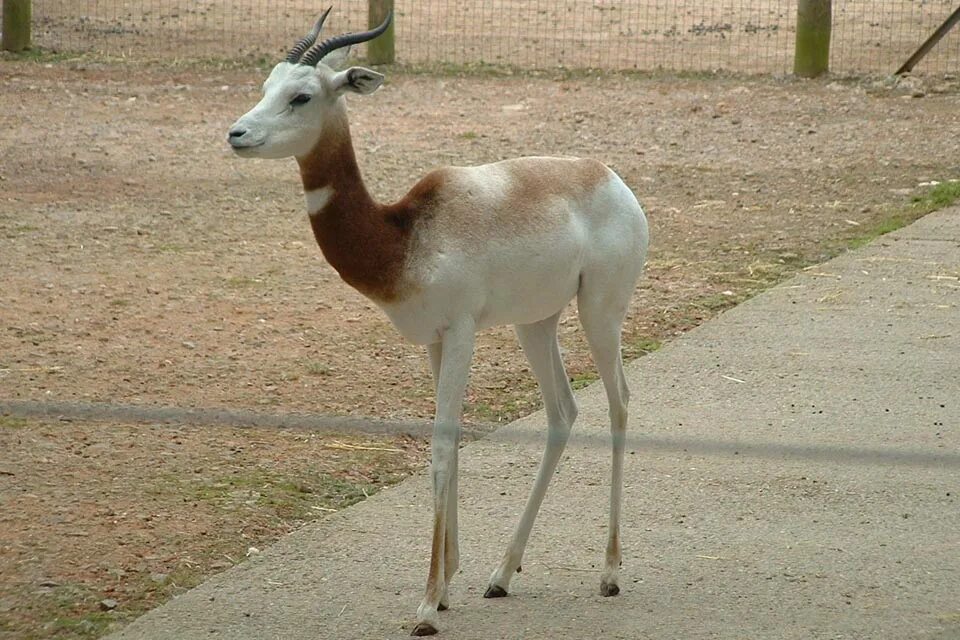 Газель дама. Газели (дама, доркас),африка. Газель животное. Газель животное. Дама газель животное.