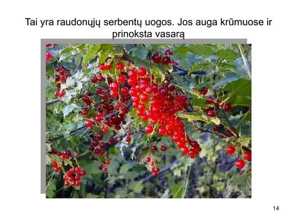 Включи они растут и растут