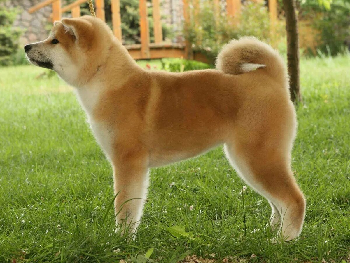 Акита ину щенок. Порода хатико акита-ину. Акита-ину. Порода акита ину. Порода хатико акита-ину.