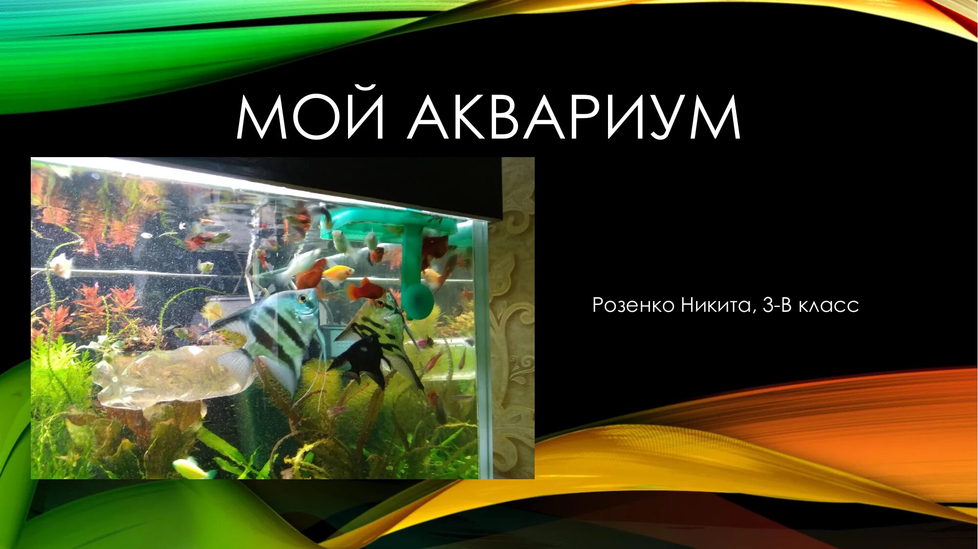 Аквариум для презентации. Надпись аквариум. Океанариум презентация 3 класс. Океанариум презентация для детей.