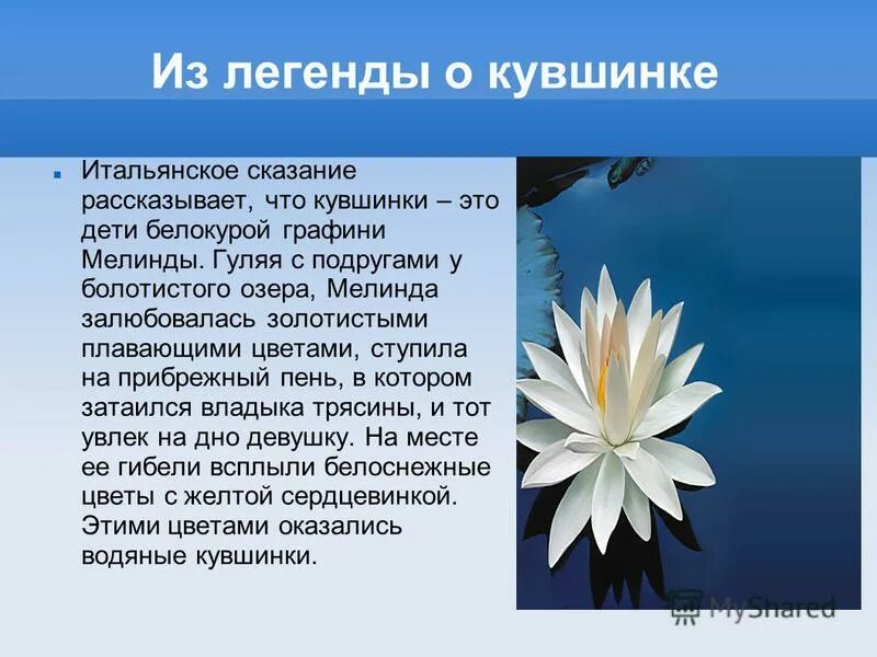 I am white духи. Legend of white snake дорама 2019. Legend белый кофе. Белый цвет легенда. Легенда о пионе цветке для детей.