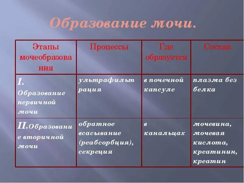 Процесс образования мочи этапы. Стадии образования мочи. Фазы процесса образования мочи. Этапы образования мочи таблица.