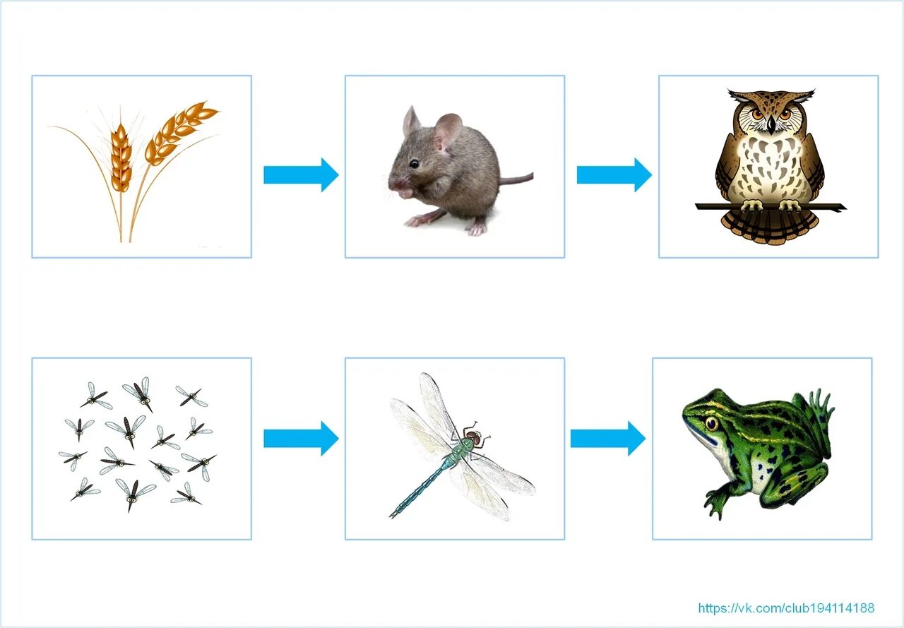 Составить цепи питания окружающий мир. Цепочка питания биология 5. 2 Цепочки питания животных. Пищевая цепочка в лесу 3 класс окружающий мир. 5 Цепей питания животных.