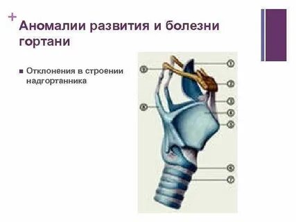 Гортань развивается