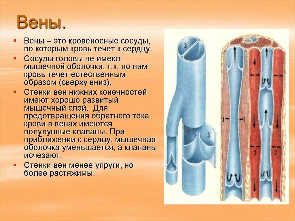 Какой сосуд называется. Строение артерии вены и капилляры. Строение кровеносных сосудов 8 класс биология. Строение кровеносных сосудов Вена. Вены — это сосуды, по которым кровь течёт.