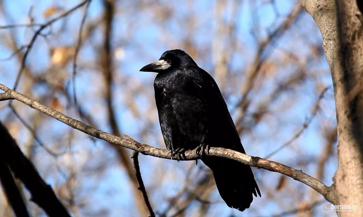 скворцы и грачи весной. перелетные птицы грач и скворец. скворцы и грачи весной. птицы москвы. грач лесной.