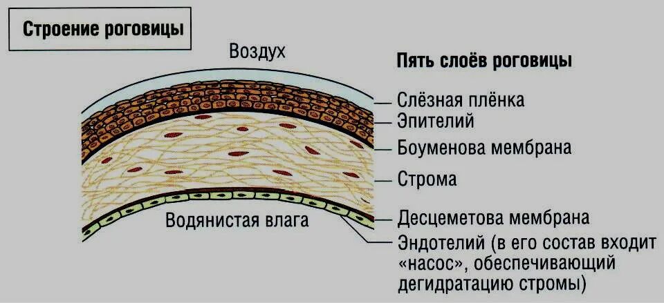 Роговица состоит из. Послойное строение роговицы. схема строения роговицы. слои роговицы глаза гистология. роговица глаза состоит из 5 слоев.